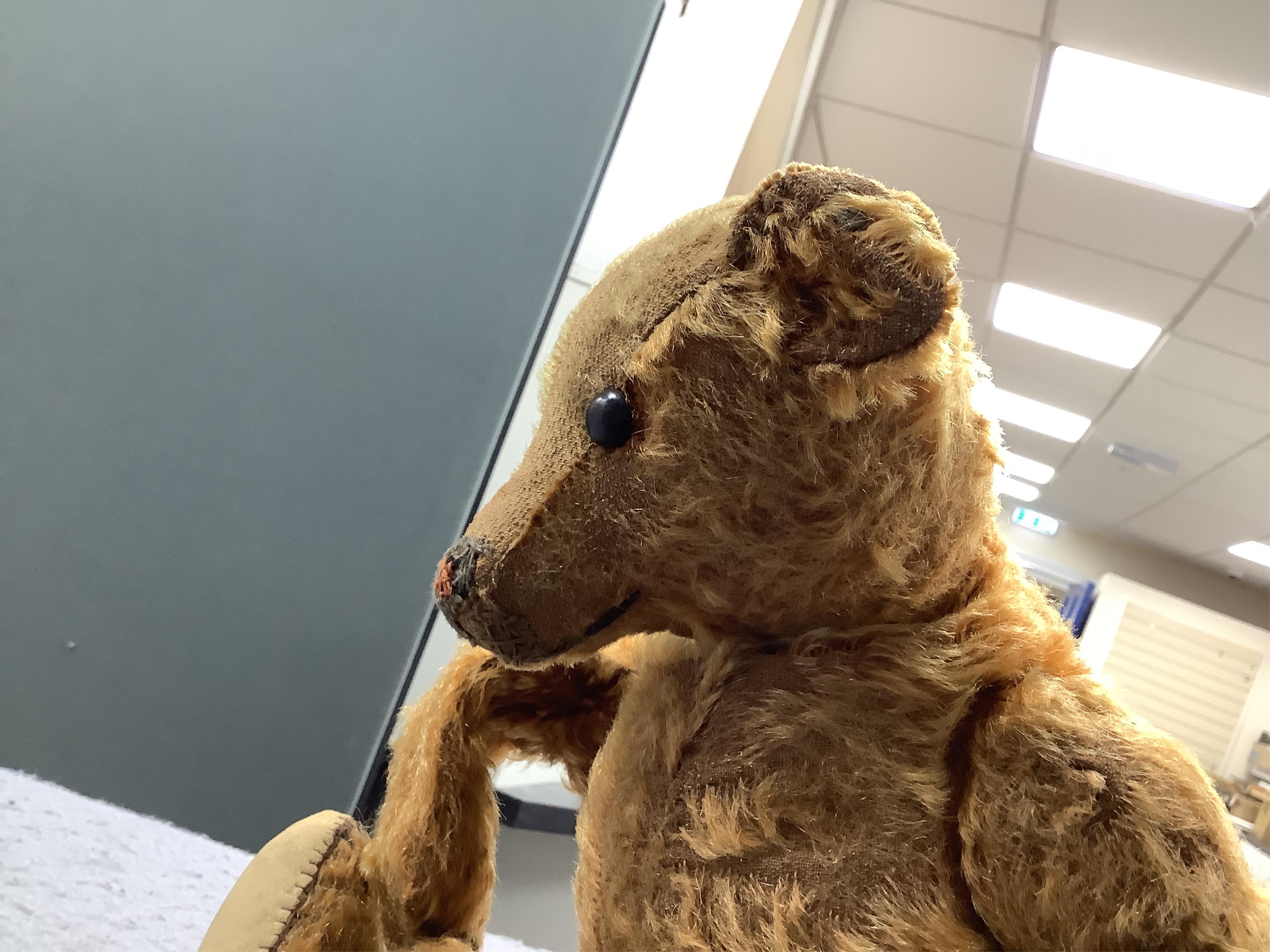 A cinnamon Steiff bear c.1908, with button paw pads, stuffing missing in arms, hair loss to head, muzzle repaired, general hair loss, 41cm